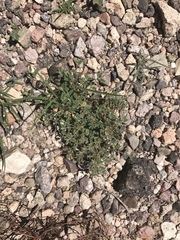 Euphorbia capitellata