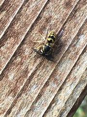 Vespula pensylvanica