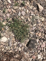 Euphorbia capitellata