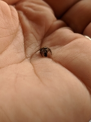 Habronattus pyrrithrix