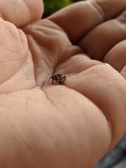 Habronattus pyrrithrix