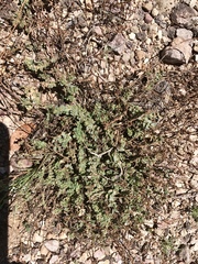 Euphorbia capitellata