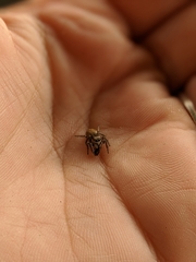 Habronattus pyrrithrix
