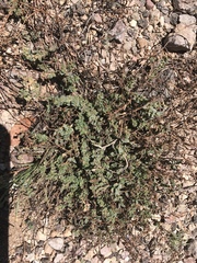 Euphorbia capitellata