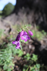 Penstemon campanulatus