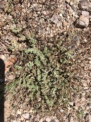 Euphorbia capitellata