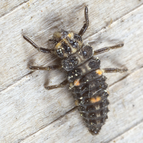Two-spotted lady beetle