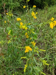 Solidagininae