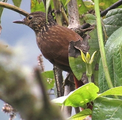 Syndactyla subalaris