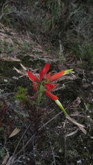 Castilleja integrifolia