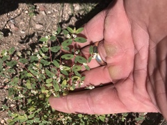 Euphorbia capitellata