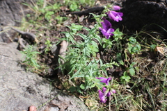 Penstemon campanulatus