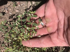 Euphorbia capitellata