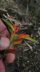 Castilleja integrifolia