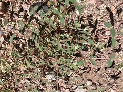 Euphorbia capitellata