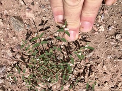 Euphorbia capitellata