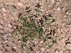 Euphorbia capitellata