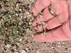 Euphorbia capitellata
