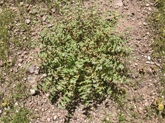 Euphorbia capitellata
