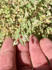 Euphorbia capitellata