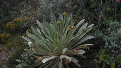 Espeletia rabanalensis