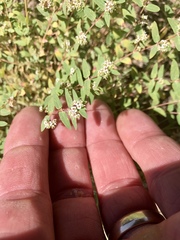 Euphorbia capitellata