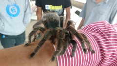 Dugesiella anitahoffmannae