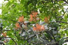Psittacanthus angustifolius