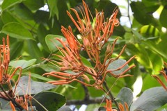 Psittacanthus angustifolius