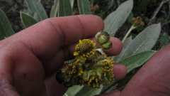 Espeletia rabanalensis