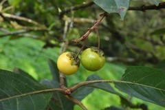 Byrsonima crassifolia