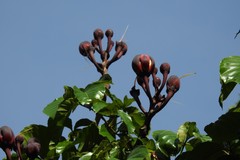 Caryocar nuciferum