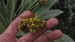 Espeletia rabanalensis