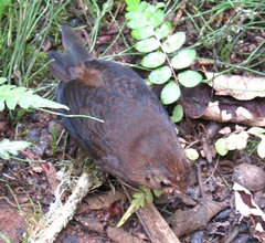 Scytalopus spillmanni