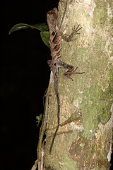 Anolis scypheus