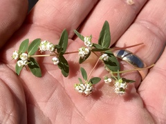 Euphorbia capitellata
