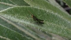 Agesander ruficornis