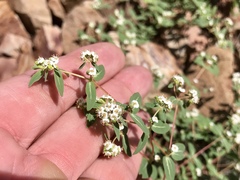 Euphorbia capitellata