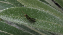 Agesander ruficornis