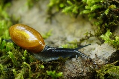 Streptostyla