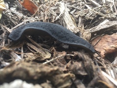 Belocaulus angustipes