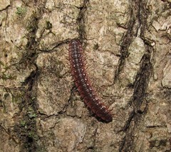 Pseudopolydesmus erasus