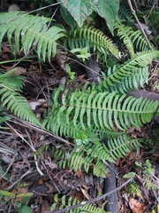 Blechnum parrisiae