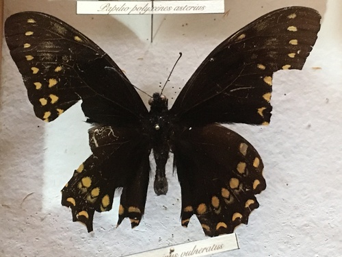 Papilio menatius image