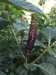 Phytolacca acinosa