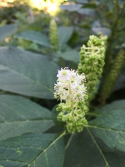 Phytolacca acinosa