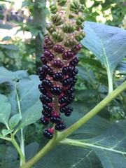 Phytolacca acinosa