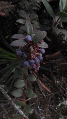Vaccinium floribundum