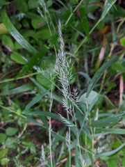 Muhlenbergia frondosa