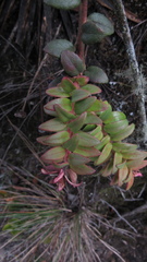 Vaccinium floribundum